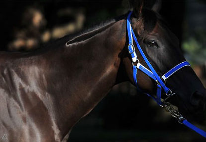 Black Caviar to race in Sydney after stand-off