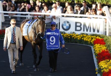 Black Caviar is led around the Theatre of Horses before Race 9 at Derby Day Randwick. (Photo: Paul Barkley/LookPro)