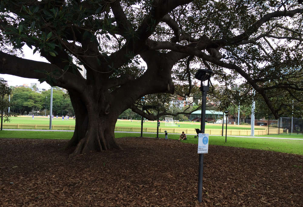 Rushcutters-oval