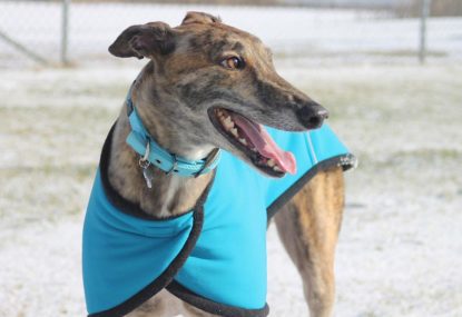 NSW Auditor-General highlights false greyhound racing coverage