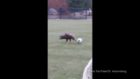 Eagle crashes football training...wont give the ball back
