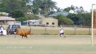 Junior soccer players terrified by charging bull