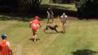Backyard batsman gets hilariously poleaxed by the family dog