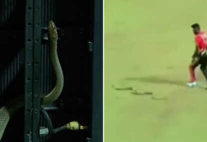 A snake makes an appearance at Lanka Premier League match frightening player and cameraman