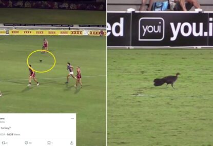 WATCH: Peak Queensland as brush turkey invades scratch match, becomes everyone's favourite player